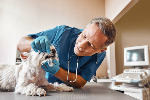 Best Emergency Dental Services for Seniors in Mathews, VA